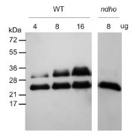 NdhS | NAD(P)H-quinone oxidoreductase subunit S (chloroplastic) in the group Antibodies Plant/Algal  / Photosynthesis  / Electron transfer at Agrisera AB (Antibodies for research) (AS16 4066)